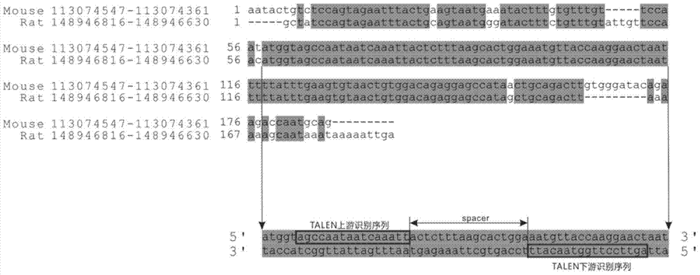 Method and application of targeted integration of exogenous dna sequence into rat and mouse rosa26 site