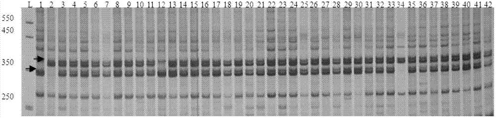 Rapid identification method of genetic purity of muskmelon hybrid seeds based on PCR