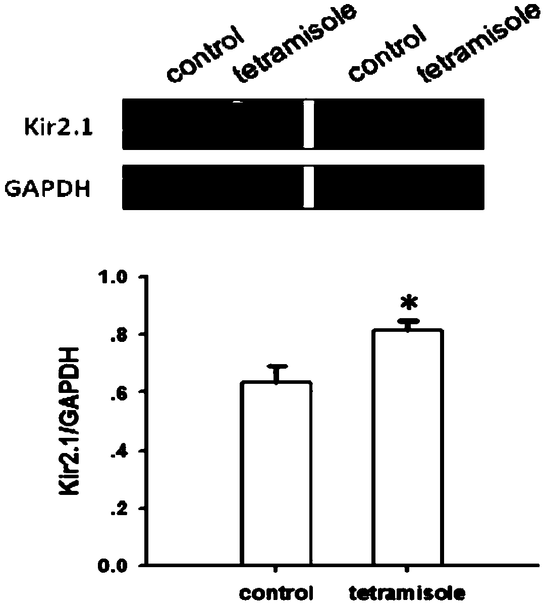 Insect repellent tetramisole capable of serving as novel antiarrhythmic drug