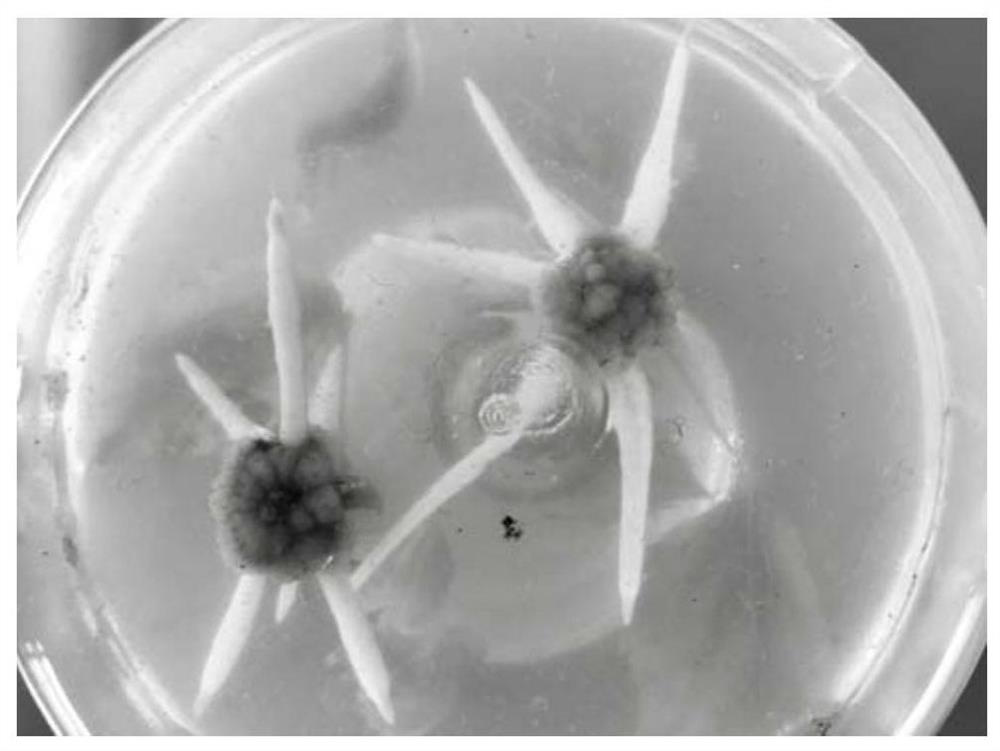 A Simplified Tissue Culture Method of Tilia microphylla