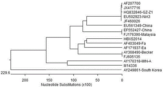 Porcine pseudorabies virus strain and application thereof