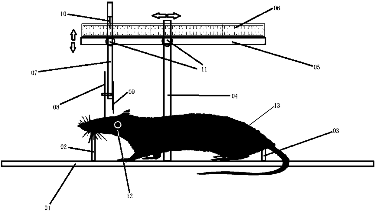 Central nerve fast precise cutting device and cutting method for experimental animal cadaver specimens