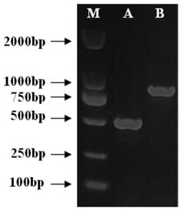 Preparation method and application of Aeromonas salmonicida live vaccine preparation and freeze-dried vaccine product