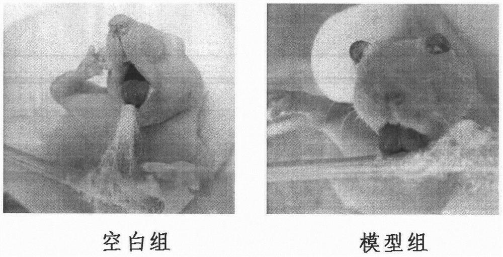 Construction method of combined animal model of blood stasis, phlegm coagulation syndrome and laryngeal cancer syndrome