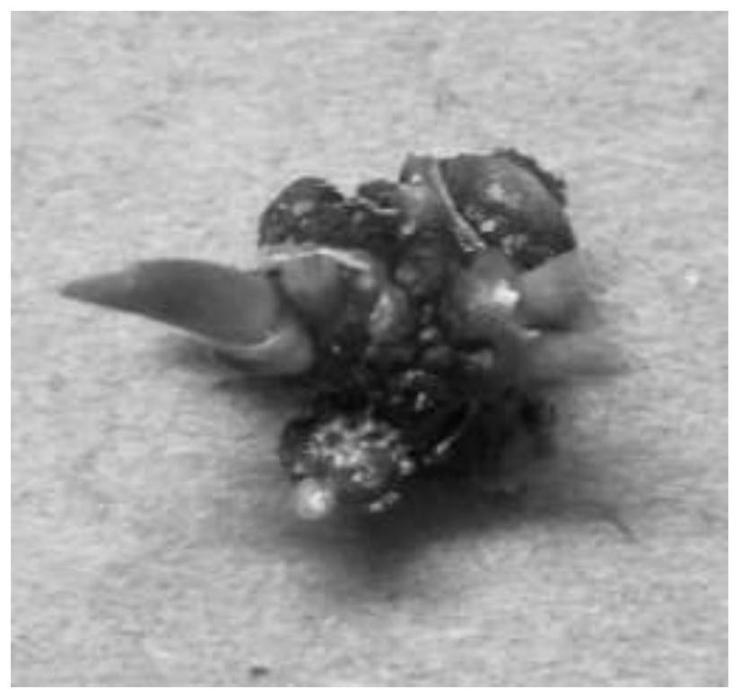 High-efficiency seedling cultivation method for hybrid cymbidium of longibracteatum and cymbidium hybridum