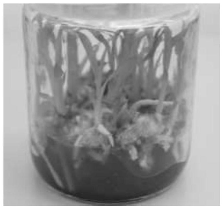 High-efficiency seedling cultivation method for hybrid cymbidium of longibracteatum and cymbidium hybridum