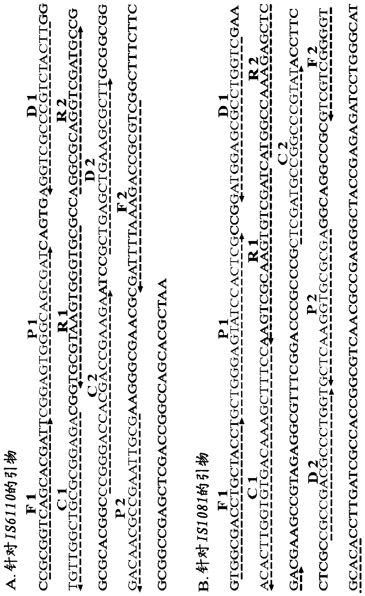 Method for detecting mycobacterium tuberculosis complex through multi-crossover amplification and biosensing