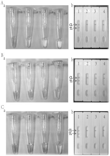 Method for detecting mycobacterium tuberculosis complex through multi-crossover amplification and biosensing