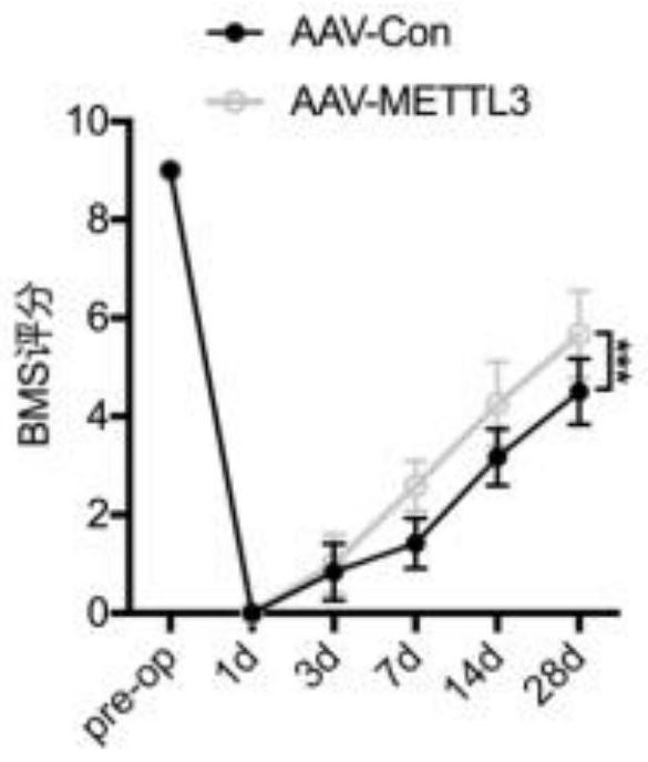 Application of astrocyte specific METTL3 overexpressed recombinant adeno-associated virus