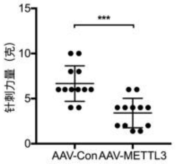 Application of astrocyte specific METTL3 overexpressed recombinant adeno-associated virus