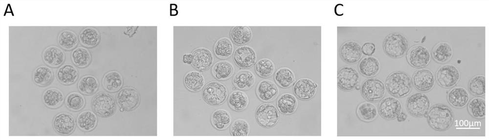 Application of histone H3K79 methyltransferase inhibitor in improving development efficiency of animal round sperm injection embryos