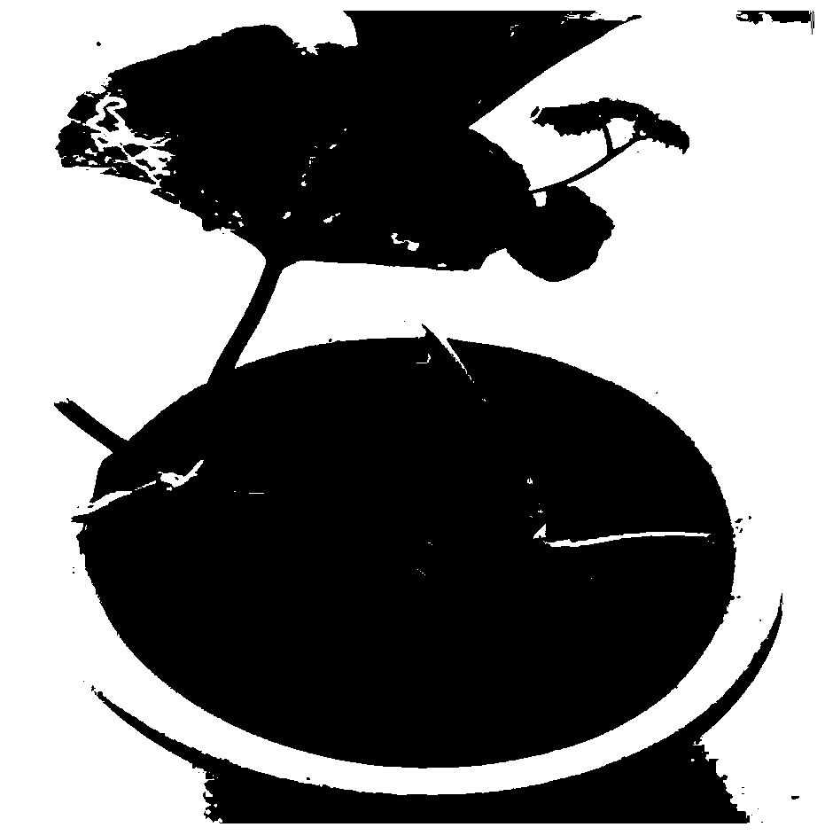 Method for rapid expanding propagation of melon germplasm resources