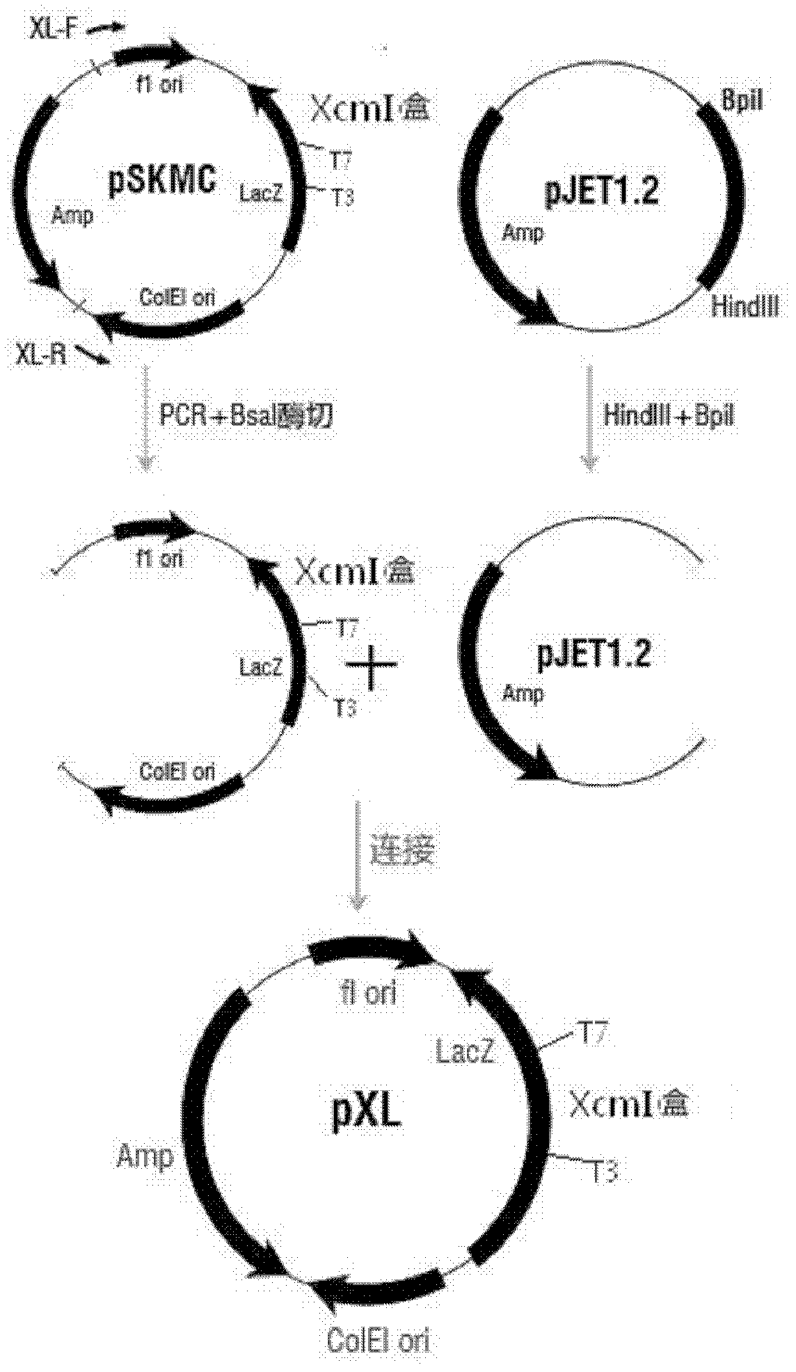 High-molecular-weight T carrier and preparation method thereof