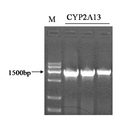 Human lung cell BEAS-2B/CYP2A13, and preparation method and application thereof