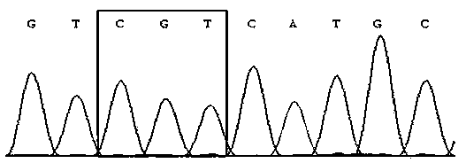 Primer for detecting IDH1 and IDH2 gene polymorphism mutation sites, method and kit