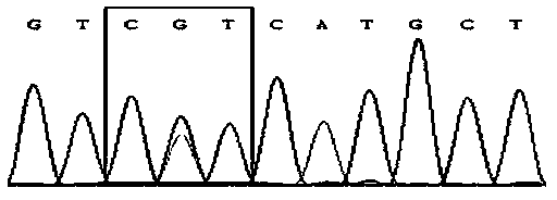 Primer for detecting IDH1 and IDH2 gene polymorphism mutation sites, method and kit