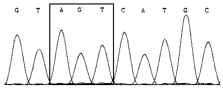 Primer for detecting IDH1 and IDH2 gene polymorphism mutation sites, method and kit