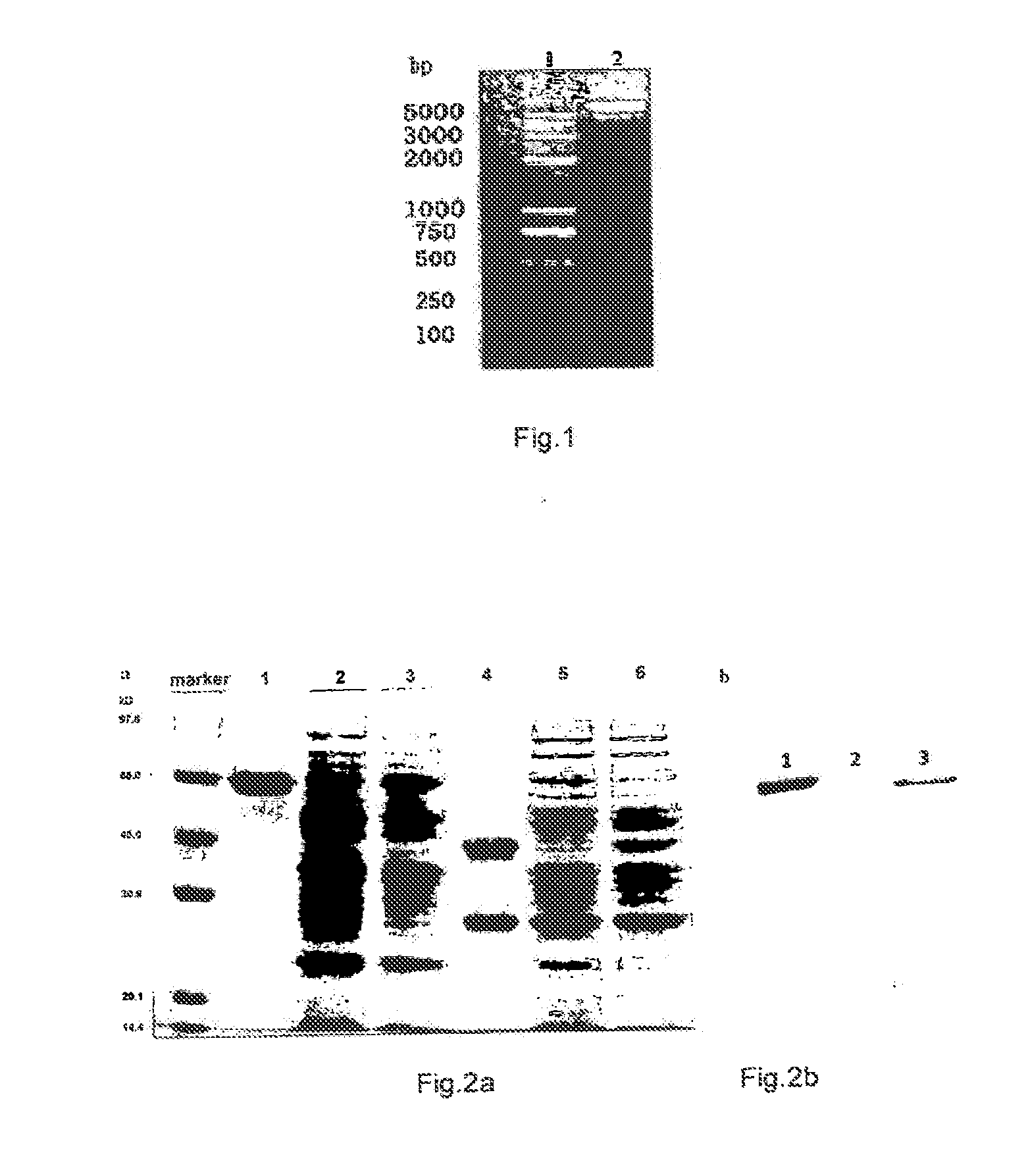  Fusion Protein of an Anti-CD20 Antibody Fab Fragment and Lidamycin, a Method for Preparing the Same, and the Use Thereof