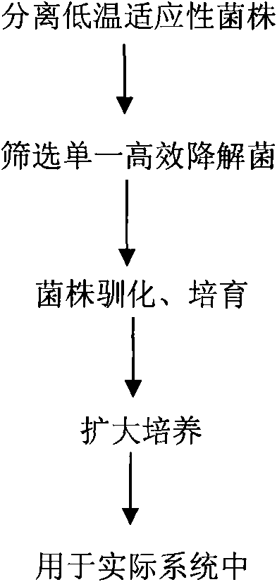 Rhodococcus sp. for removing nitrite nitrogen from sewage at low temperature condition, and separation and culture method thereof