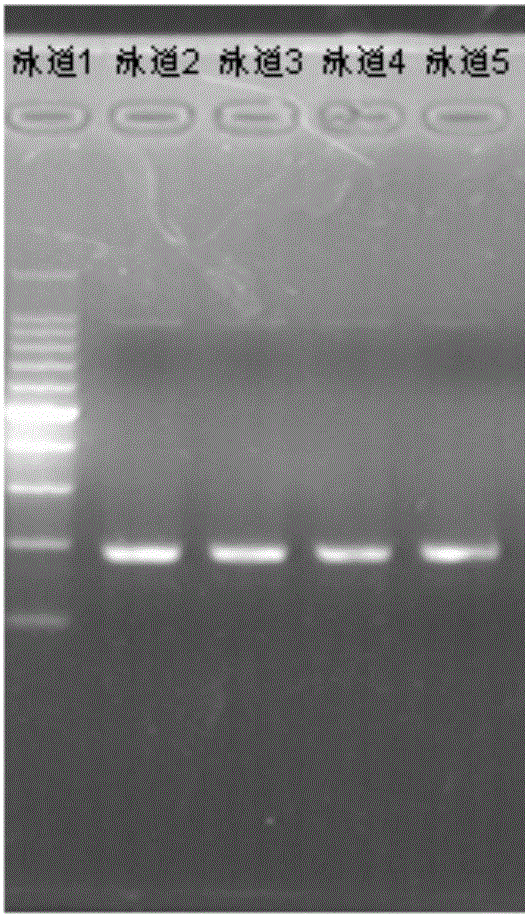 Preparation method of gene dna sequence capture probe