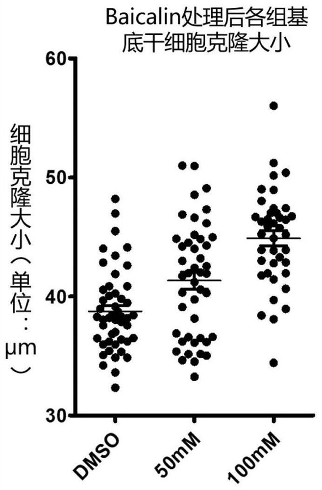 Application of baicalein in promoting the expansion of breast stem cells in vitro and maintaining their stem cell characteristics