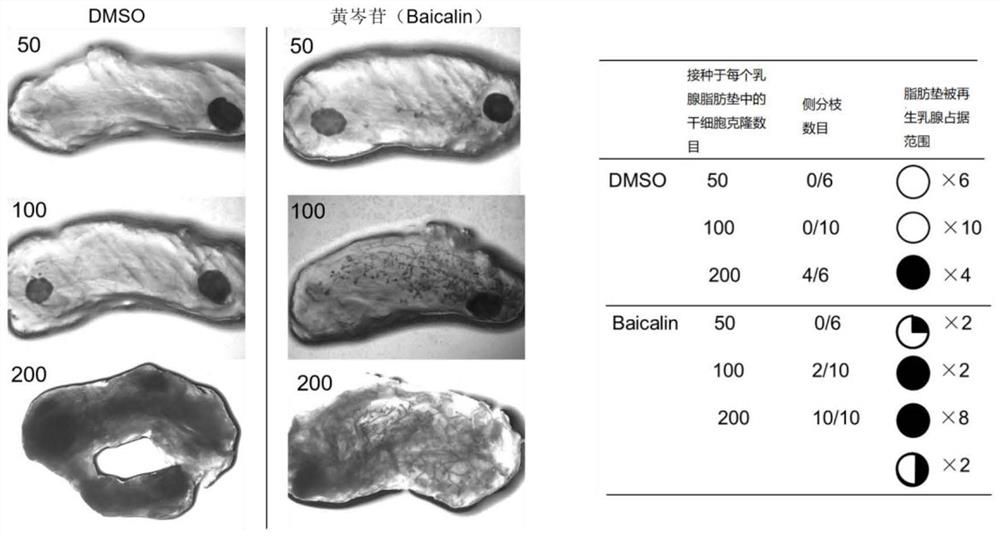 Application of baicalein in promoting the expansion of breast stem cells in vitro and maintaining their stem cell characteristics