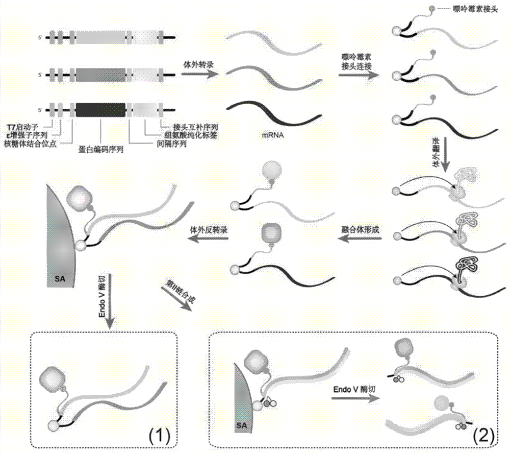 A method for assaying transcriptional regulatory complexes