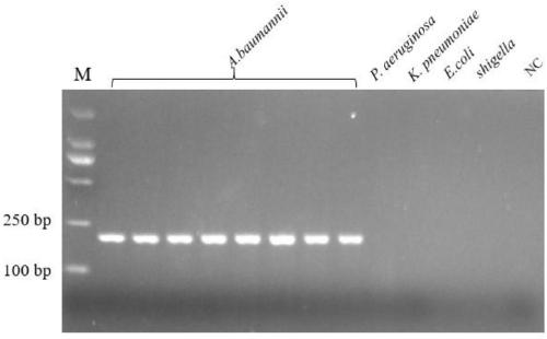Specific gene of Acinetobacter baumannii and primer and application thereof