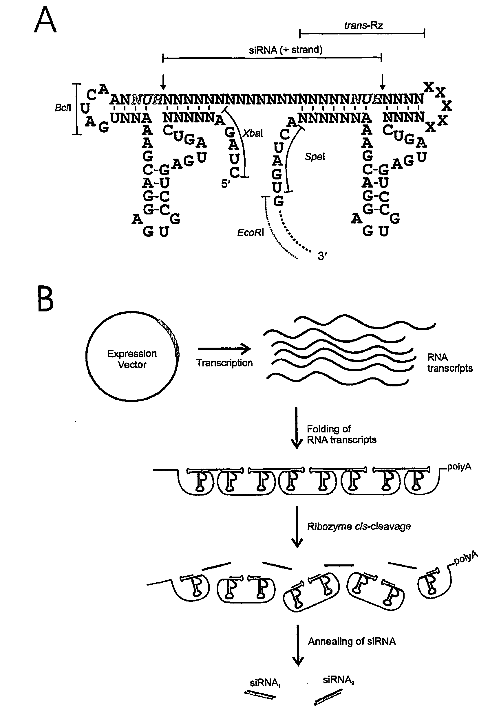 Self-Processing Rna Expression Cassette