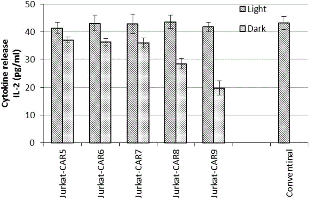 Novel chimeric antigen receptor and application thereof