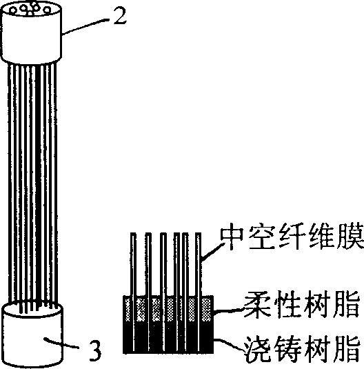Plant-type hollow fibre membrane assembly