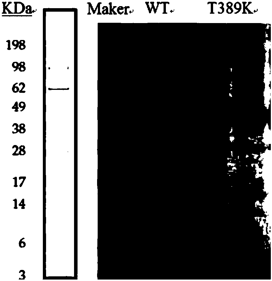 Cellobiohydrolase mutant and application thereof