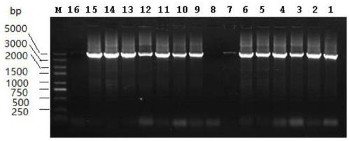 Ayucidal Pseudomonas exou gene knockout mutant strain and application thereof
