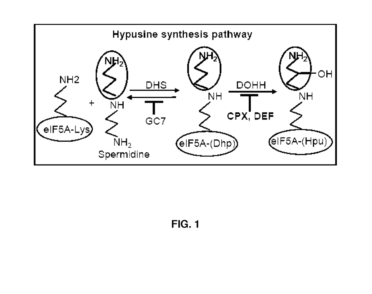 Inhibition of nonsense mediated mRNA decay by drugs that prevent hypusination of eukaryotic initiation factor 5a