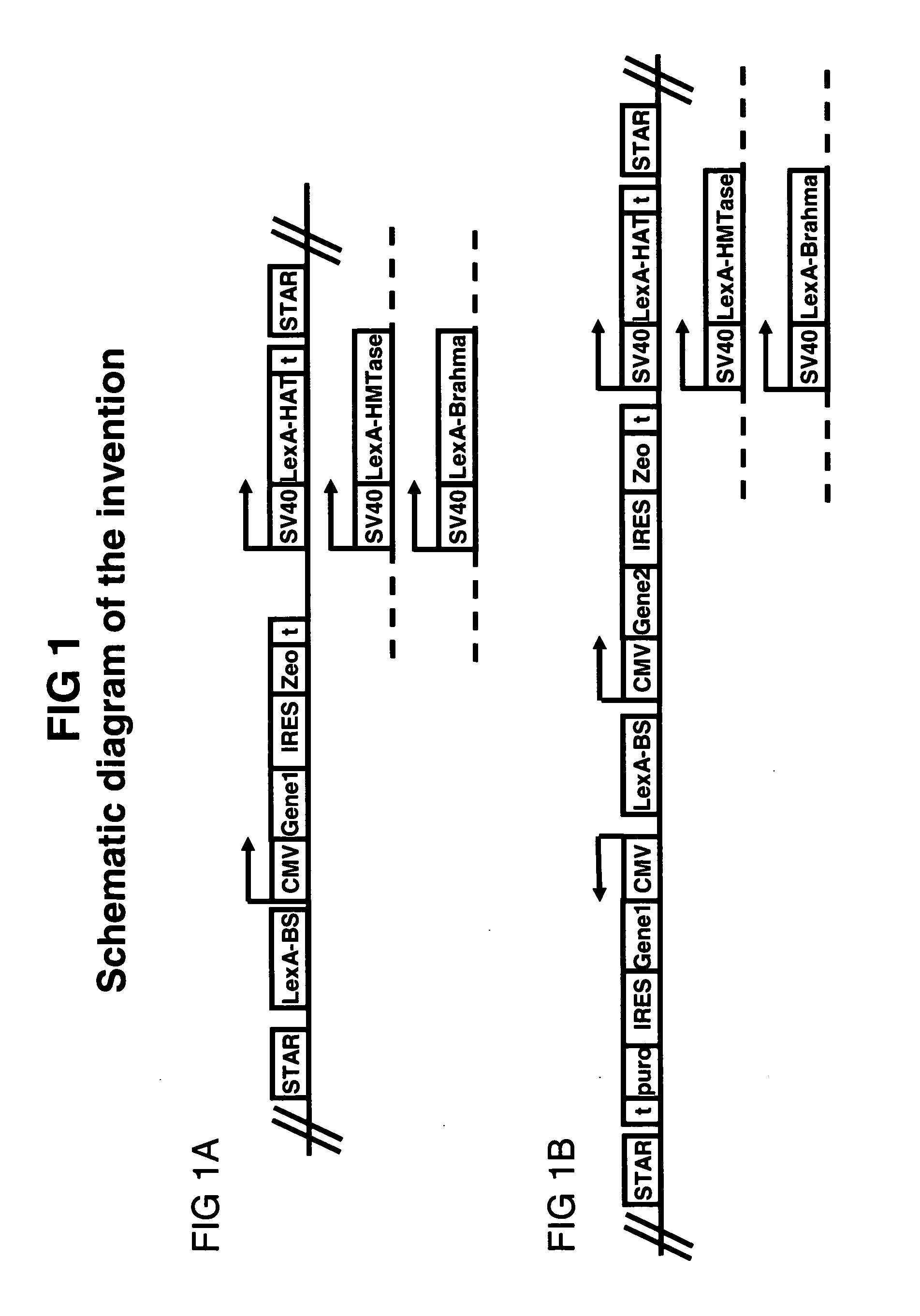 Means and methods for producing a protein through chromatin openers that are capable of rendering chromatin more accessible to transcription factors