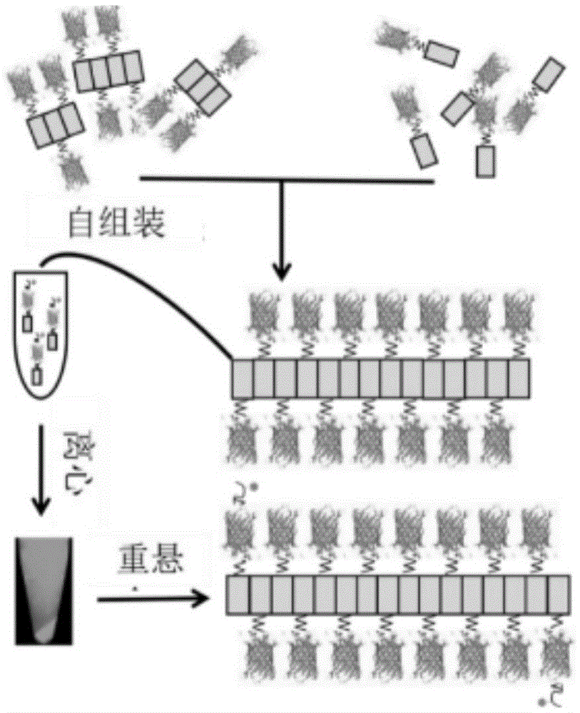 Multifunctional fluorescent protein nanowire and nanowire-mediated immunoassay method