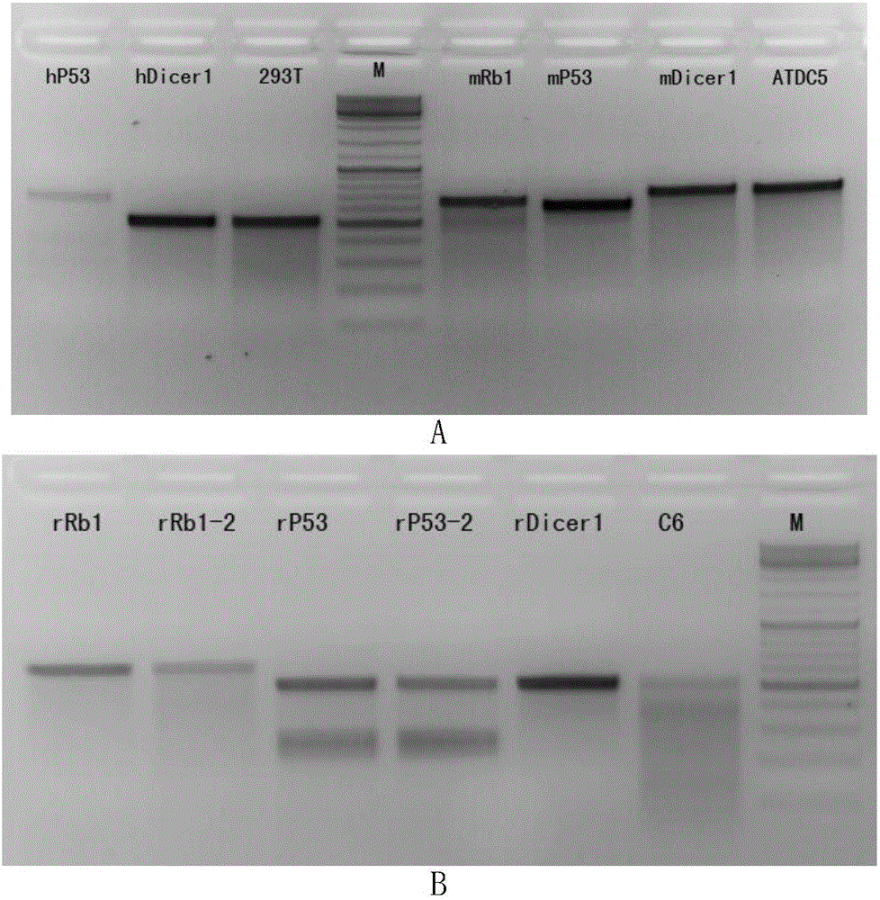 Application of virus-mediated Cpf1 protein in CRISPR/Cpf1 gene editing system