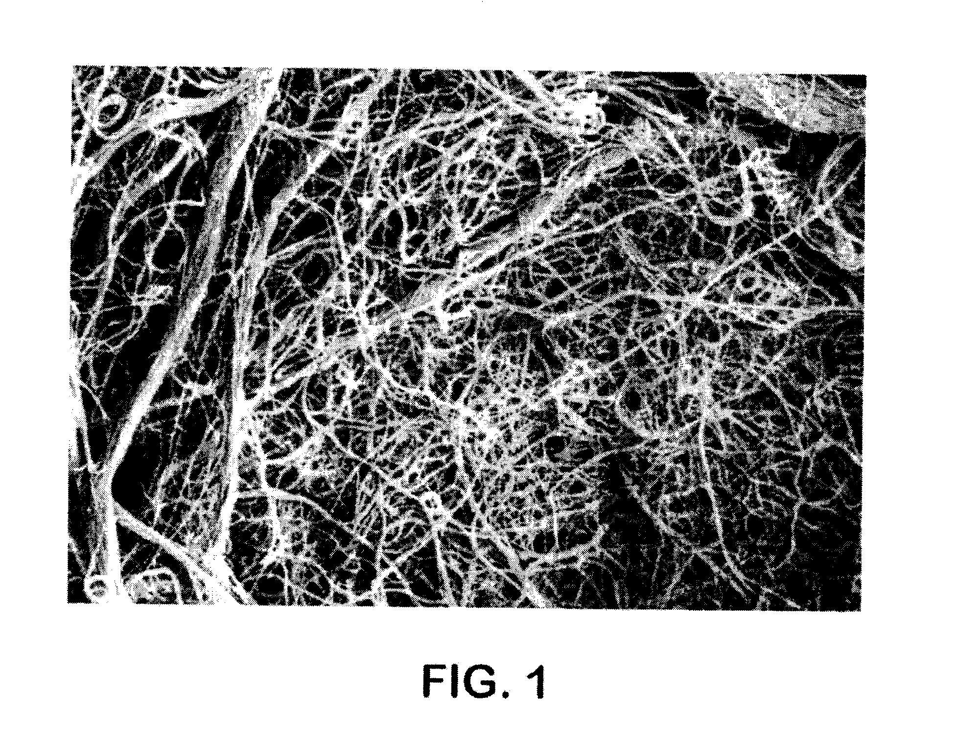 Endophytic fungus and uses therefor
