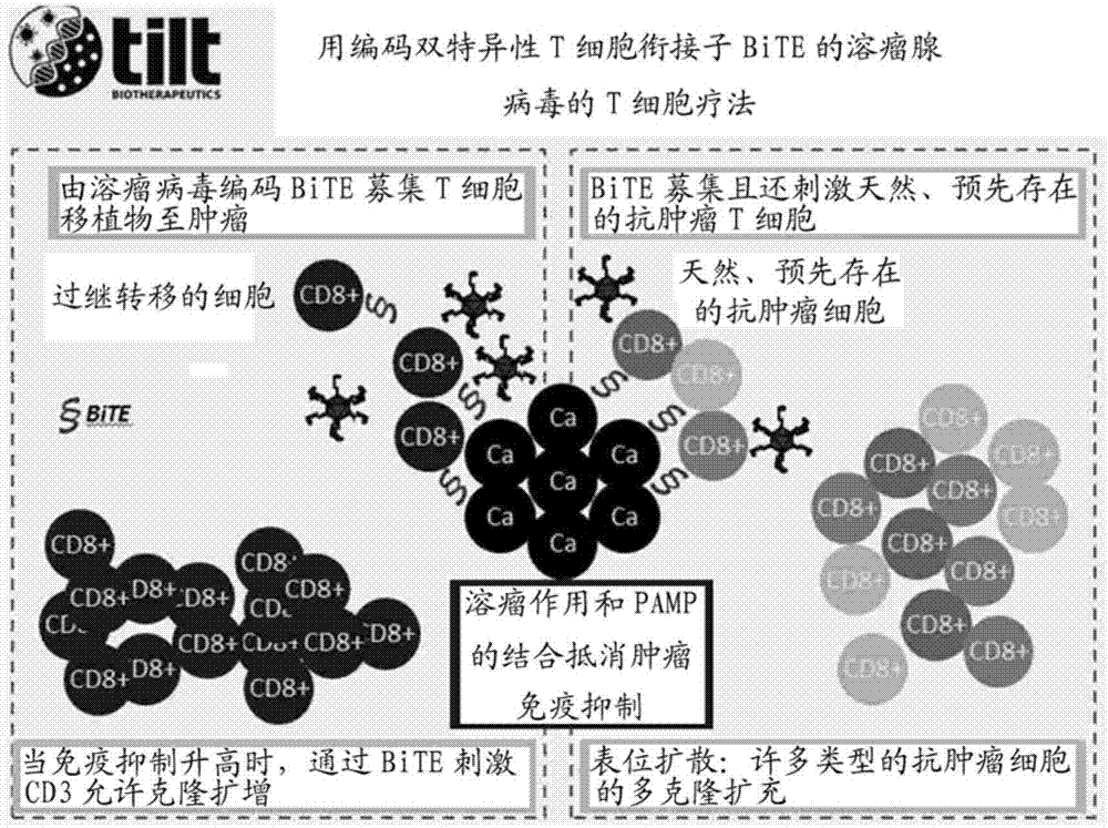 Oncolytic adenoviruses coding for bi-specific antibodies and methods and uses related thereto