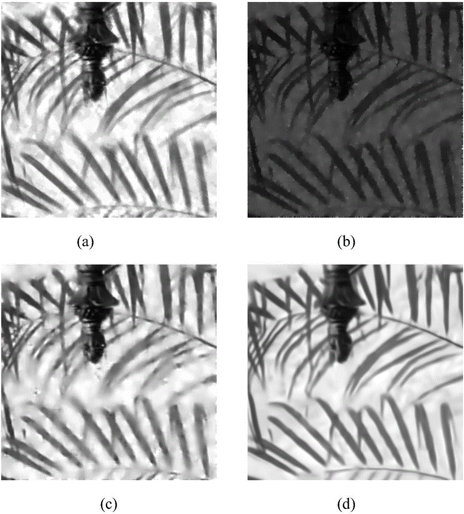 Multiplicative noise removal method based on non-local adaptive dictionary