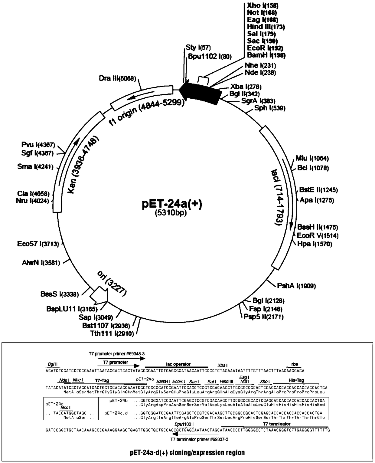 Protein sequence 17E11 and use thereof