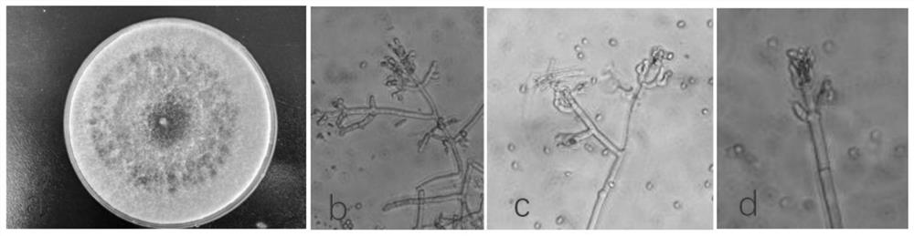 Trichoderma strain with wood preservation and biocontrol functions and application thereof