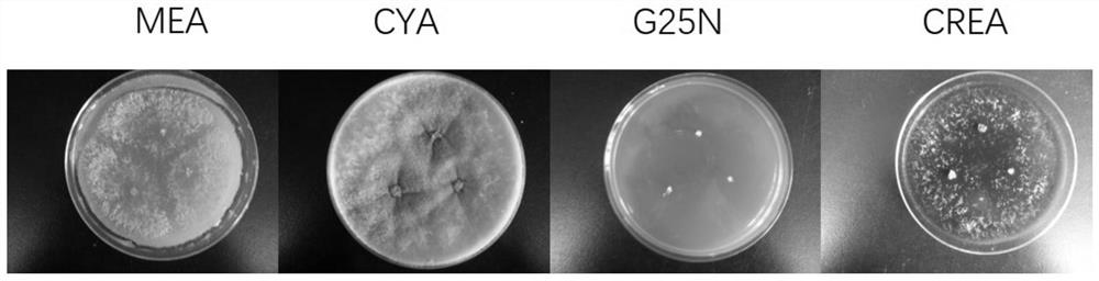 Trichoderma strain with wood preservation and biocontrol functions and application thereof