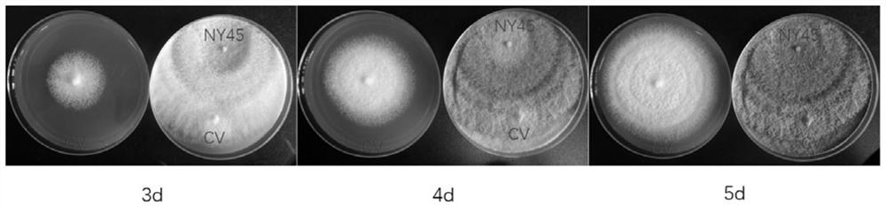 Trichoderma strain with wood preservation and biocontrol functions and application thereof