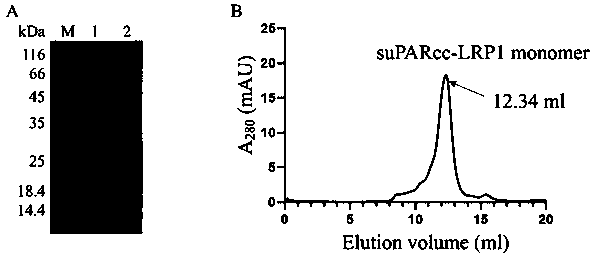Application of urokinase receptor stable mutant suPARcc in eukaryotic extracellular protein expression