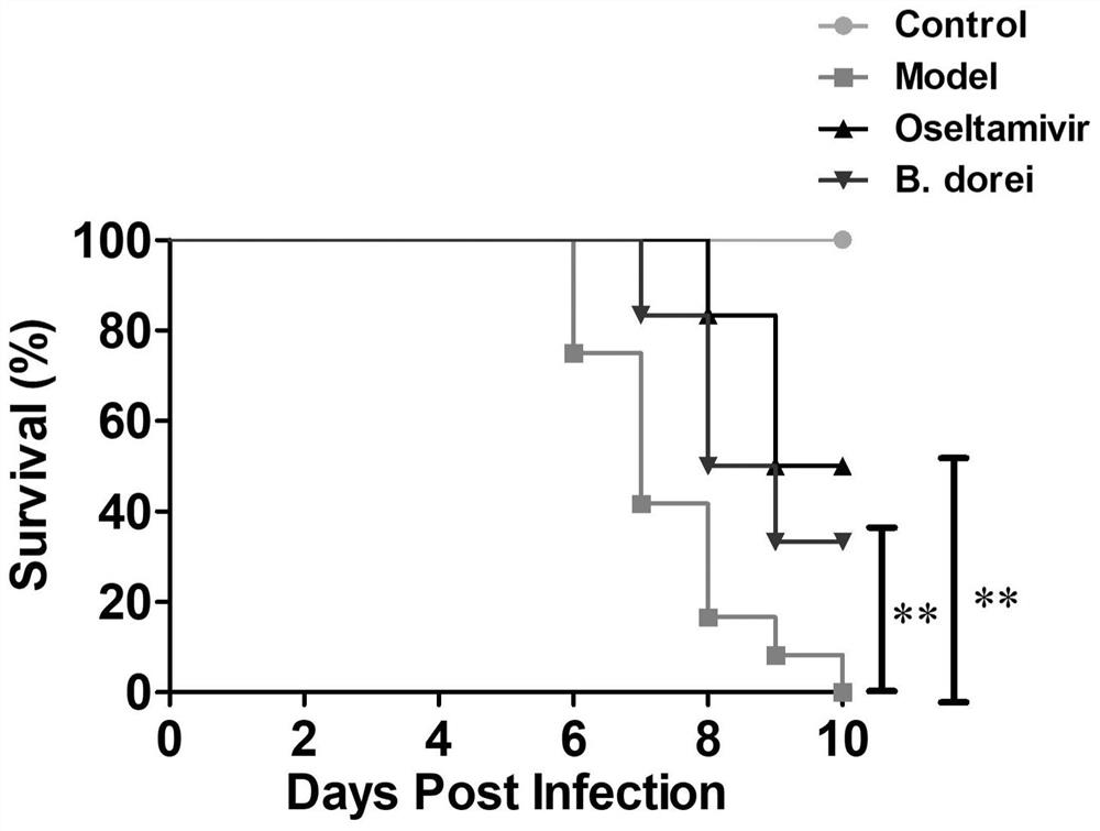 Bacteroides dorei probiotics and application thereof in preparation of drugs for treating or preventing influenza