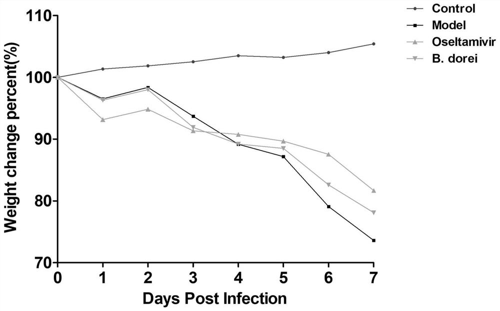 Bacteroides dorei probiotics and application thereof in preparation of drugs for treating or preventing influenza