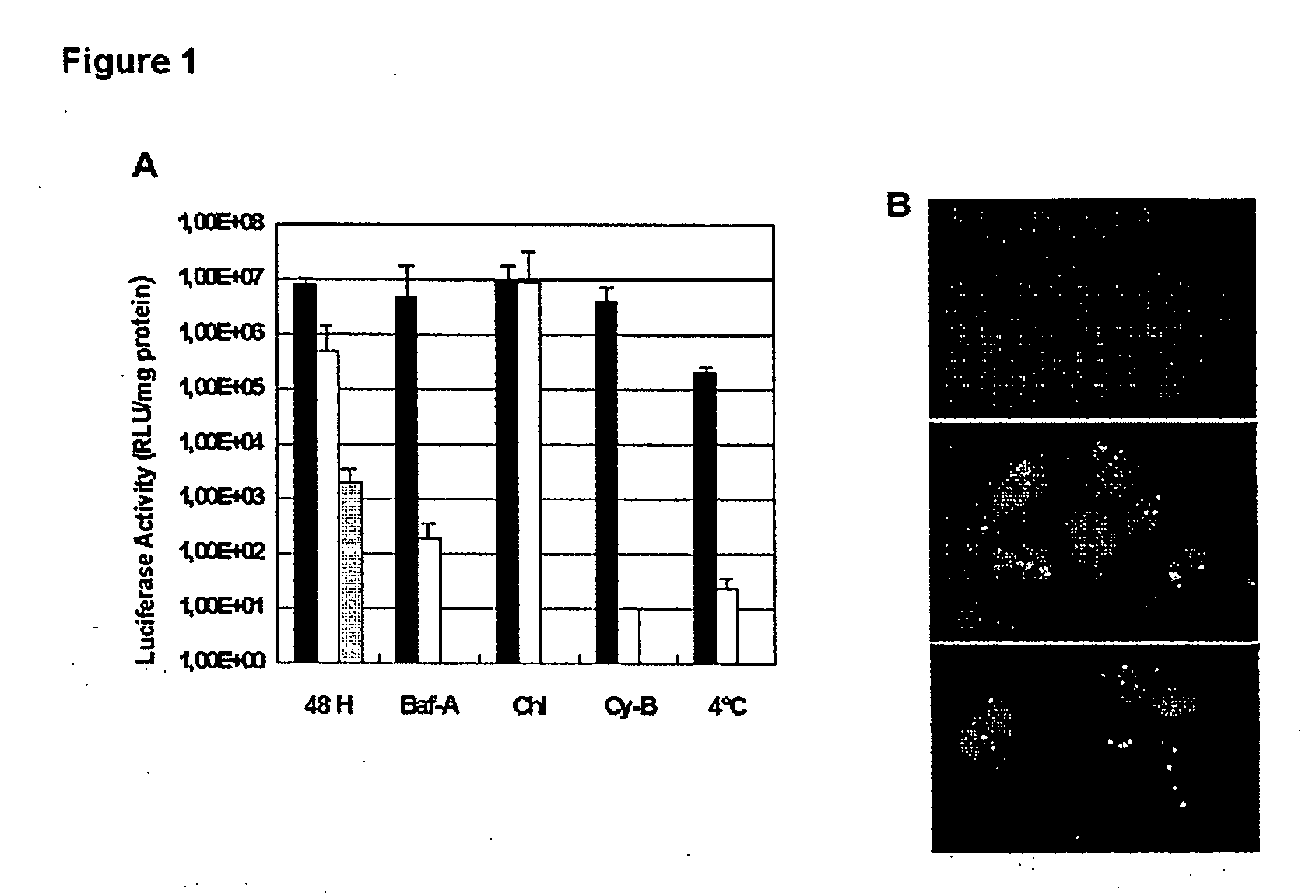 Methods and compositions for delivering siRNA into mammalian cells