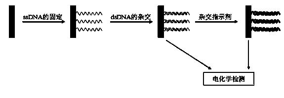 DNA biosensor based on three-dimensional ordered gold doped nano titanium dioxide electrode as well as preparation method and application of DNA biosensor
