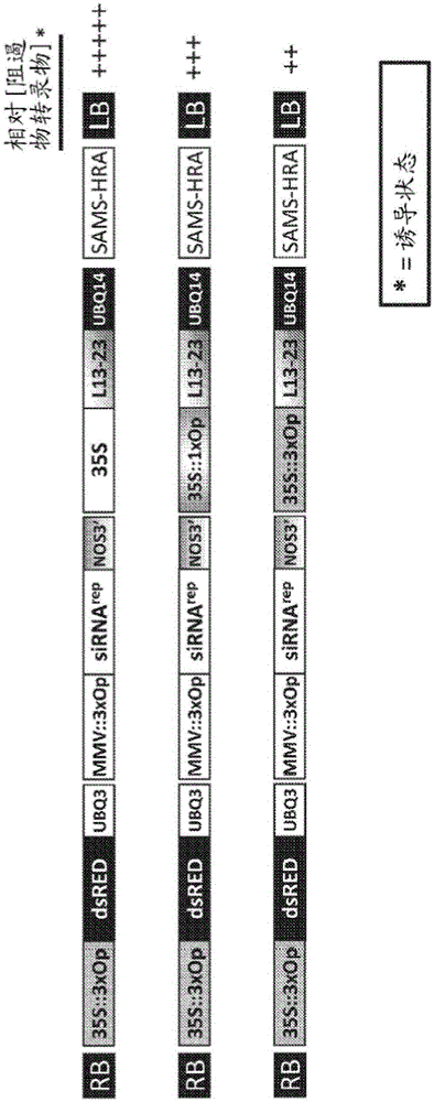 Methods and compositions to improve the spread of chemical signals in plants